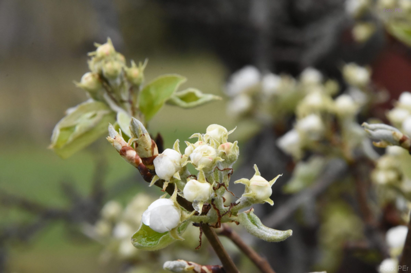 Päronblomma